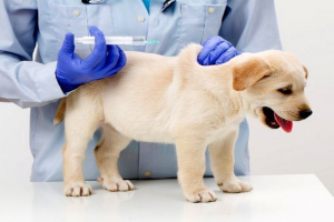 Вакцинація собак. Все, що потрібно знати про щеплення Вакцинація собак. Все, що потрібно знати про щеплення